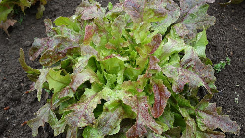 Lettuce - Red Oakleaf - 27RW